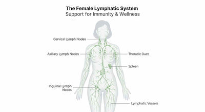 Diagram of the female lymphatic system