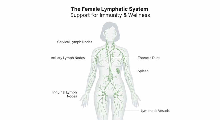 Diagram of the female lymphatic system